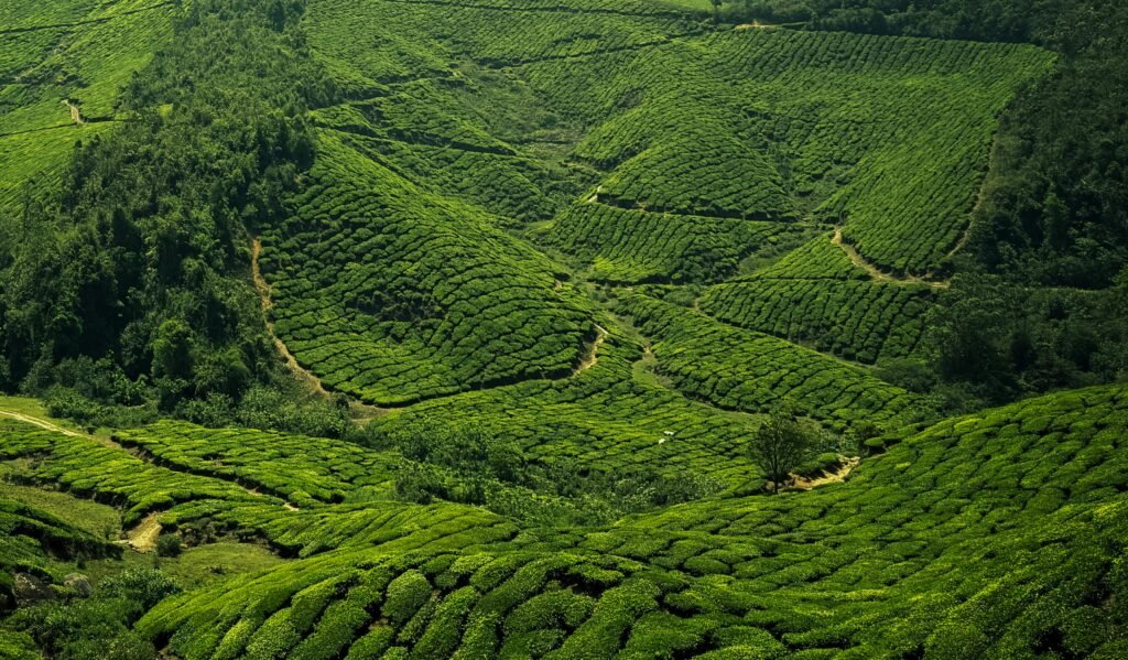 Scenic tea gardens in Munnar, Kerala surrounded by misty hills and lush green landscapes.